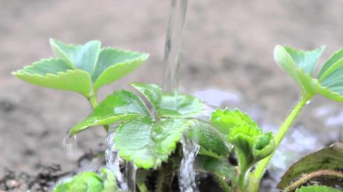 Листья клубники желтые с зелеными прожилками. Почему у клубники желтеют листья