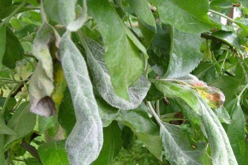 Болезни груши: описания с фото и способы лечения