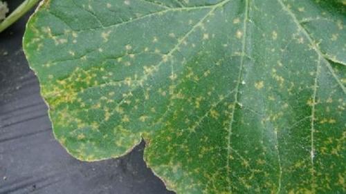 Пятна на листьях огурцов в теплице, что делать. Что делать, если появились пятна на листьях огурцов?