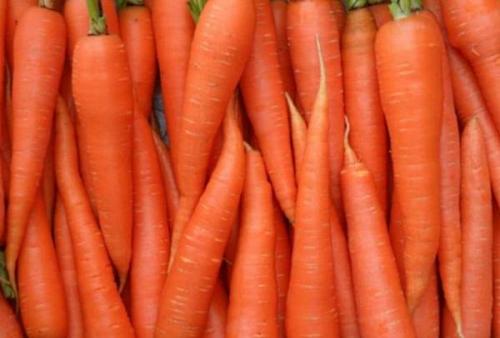 Когда убирать кабачки и тыкву. Основные правила уборки 02