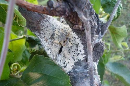 Болезни груши: описания с фото и способы лечения