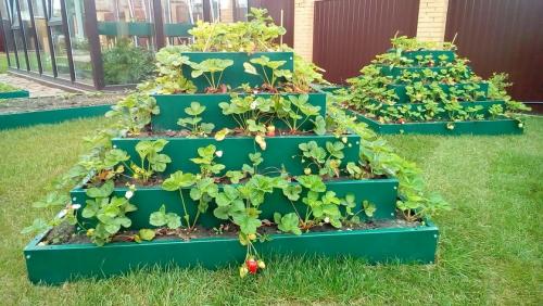 Пирамиды для клубники. Как сделать пирамиду под клубнику на даче 08