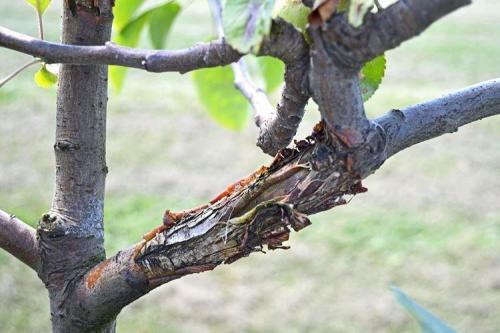Болезни груши: описания с фото и способы лечения