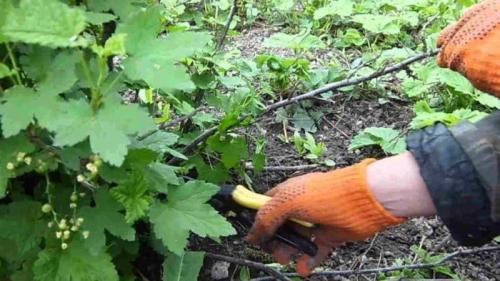 Обрезка смородины. Как правильно проводить обрезку смородины летом и для чего она необходима