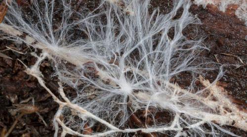 Toto je houbové mycelium. Co je mycelium, jak k němu dochází a kde ho získávají