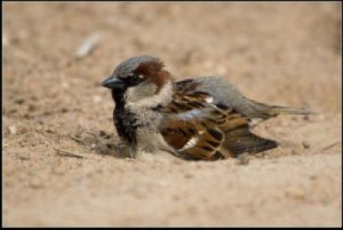 Приметы о погоде по птицам. Птицы – предсказатели погоды