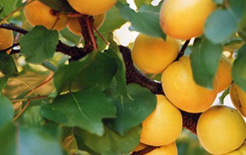 Что такое сорт самобесплодный. Что означает сорт самобесплодный? 10