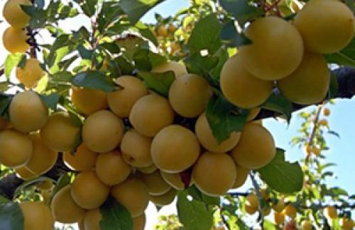 Что такое сорт самобесплодный. Что означает сорт самобесплодный? 07