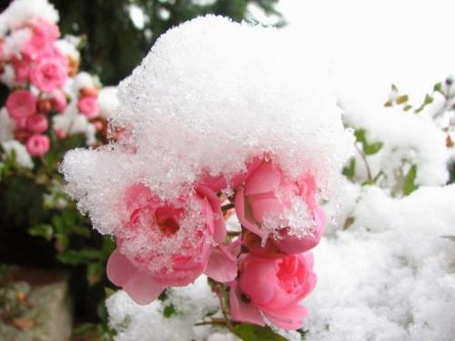 Какую минусовую температуру выдерживают розы. Сколько градусов морозавыдерживают незакрытые розы