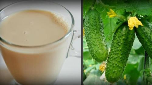 Внекорневая подкормка огурцов молоком. Лучшие рецепты подкормки огурцов с молоком и йодом