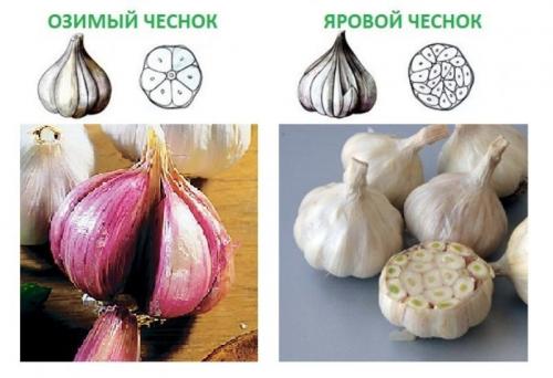 Любит ли чеснок тень. Огородные культуры, не боящиеся тени 03