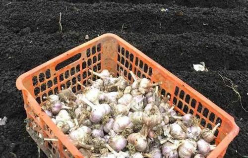 Любит ли чеснок тень. Огородные культуры, не боящиеся тени 02