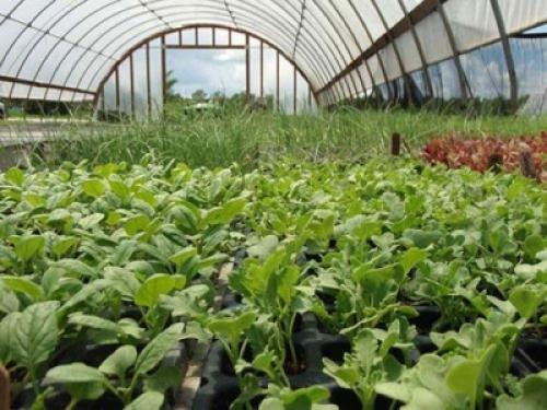 Боится ли редька осенних заморозков. Когда убирать черную, белую, красную редьку 06