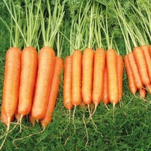 Уборка моркови сроки в сибири. Сроки уборки урожая моркови в Сибири: когда лучше всего собирать