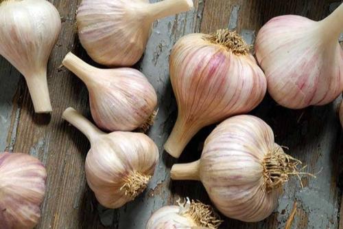 Любит ли чеснок тень. Огородные культуры, не боящиеся тени 05