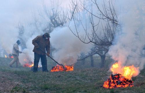 Боится ли редька осенних заморозков. Когда убирать черную, белую, красную редьку 24