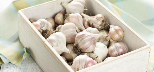Как хранить чеснок в соли. Подготовка и условия хранения