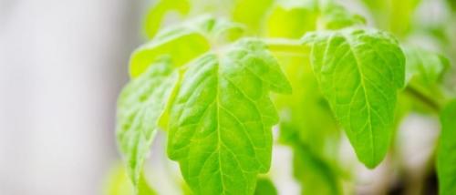 Почему у помидор желтеют листья. Почему желтеют листья томатов, 10 самых частых причин, что делать