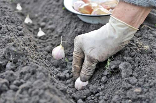 Любит ли чеснок тень. Огородные культуры, не боящиеся тени 04