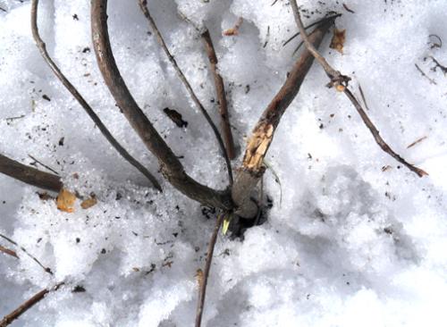 Рододендрон после зимы что делать. Рододендрон почки. Рододендрон листопадные зимой. Замерзшие почки рододендрона. Рододендрон подмерз.