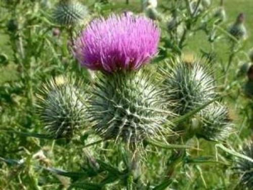 Какой страны символ роза. Почему роза — символ Англии 14 Какой страны символ роза. Почему роза — символ Англии 14