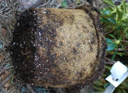 Почему не растет рододендрон. Рододендрон: проблемы и решения