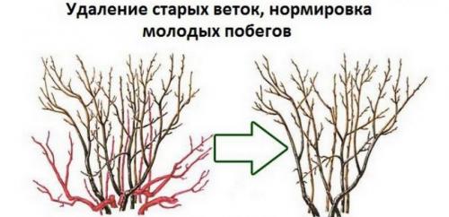Обрезка черной смородины. Сезонная обрезка кустов черной смородины 13