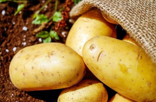 Неурожай картофеля причина. В 2020 году дачники повсеместно жалуются на плохой урожай картофеля: в чем причина