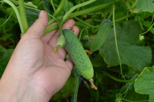 Сорт гладких огурцов. Лучшие сорта огурцов для открытого грунта: