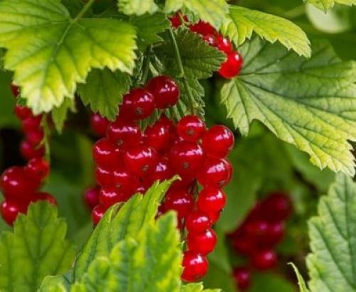 Обрезка черной смородины. Сезонная обрезка кустов черной смородины 07