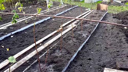 Подготовка грядки под малину осенью. Подготовка почвы под осеннюю посадку малины 02