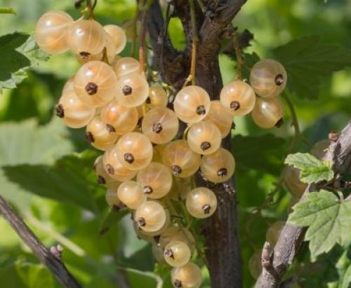 Обрезка черной смородины. Сезонная обрезка кустов черной смородины 08