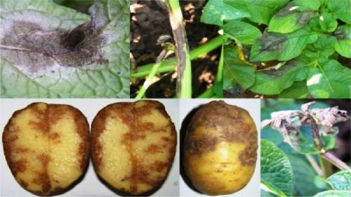 почему не растет ботва у картофеля. почему вянет и сохнет ботва