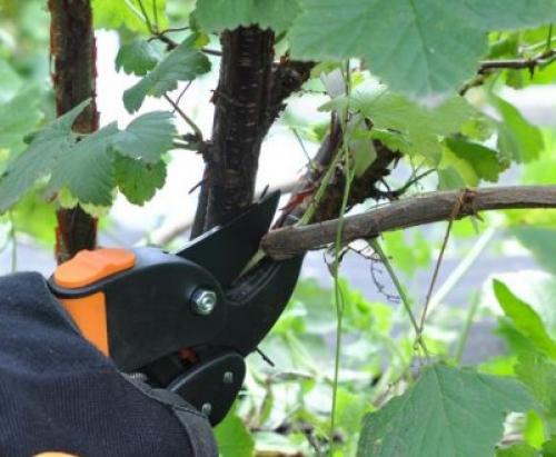 Обрезка черной смородины. Сезонная обрезка кустов черной смородины 09