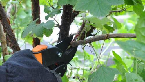 Обрезка черной смородины. Сезонная обрезка кустов черной смородины 12