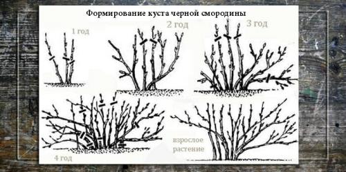 Обрезка черной смородины. Сезонная обрезка кустов черной смородины