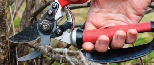 Обрезка черной смородины. Сезонная обрезка кустов черной смородины 11