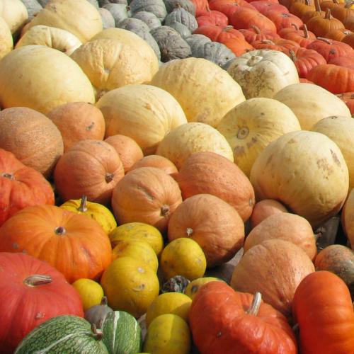 Разновидности тыквы в картинках. Тыква — уход, болезни, сбор и основные сорта + 98 фото