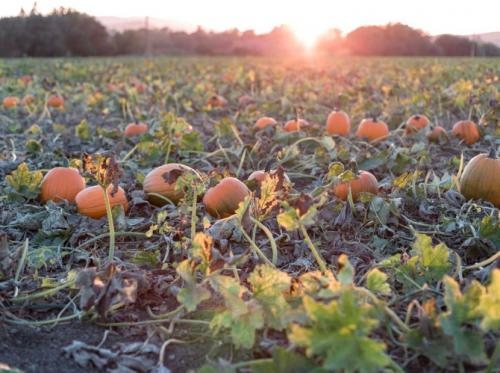 Разновидности тыквы в картинках. Тыква — уход, болезни, сбор и основные сорта + 98 фото