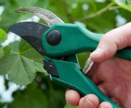 Обрезка черной смородины. Сезонная обрезка кустов черной смородины 10