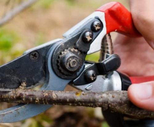 Обрезка черной смородины. Сезонная обрезка кустов черной смородины 06