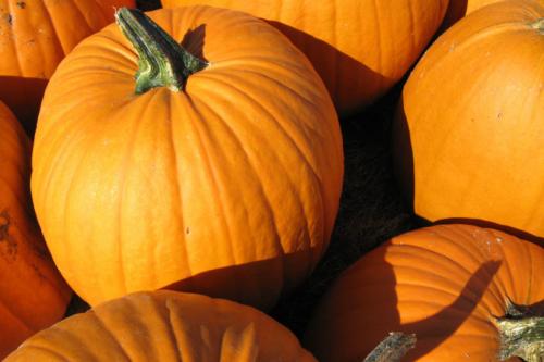 Разновидности тыквы в картинках. Тыква — уход, болезни, сбор и основные сорта + 98 фото