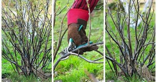 Обрезка черной смородины после сбора урожая. Обрезка черной смородины “По-мичурински”: на 35 % больше урожая