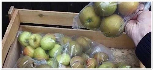 Как хранить яблоки зимой в домашних условиях. Способы длительного хранения яблок