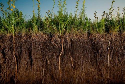 Сидераты для теплицы осенью. Зачем сажать сидераты в теплице 04