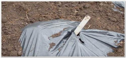 Как хранить яблоки зимой в домашних условиях. Способы длительного хранения яблок