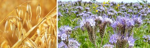 Какие сидераты под какие культуры сеять. КОГДА СЕЯТЬ СИДЕРАТЫ?