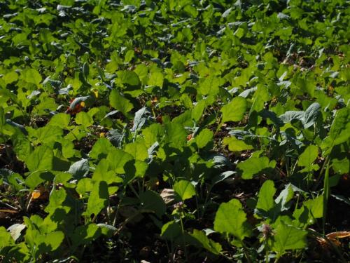 Сидераты для томатов в теплице осенью. Лучшие сидераты для томатов осенью