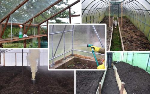 Сидераты для теплицы осенью. Зачем сажать сидераты в теплице 05