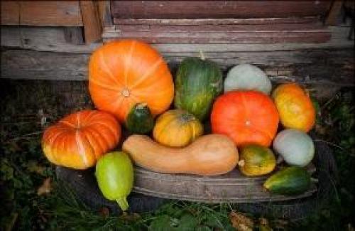 Как хранить тыкву. Выбор сорта